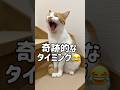 飼い主の質問に分かりやすく返事する猫#shorts