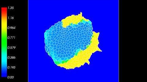 Cellular Potts Model Rho GTPase Synchrony (Medium Adhesion)