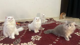 Semi punch persian cat kittens