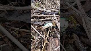 Keep those little crank baits you find for trolling