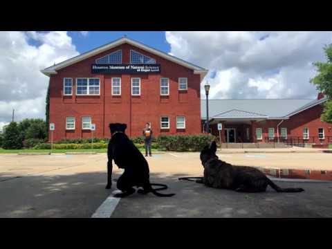 Sugar Land Dog Training at the Houston Museum of Natural Sciences!