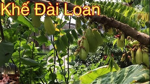 Cây khế đài loan | dung an suong | dung an suong travel