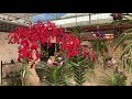 Orchid Shopping, RF Orchids 20% Off Sale , Nursery Tour October 2020