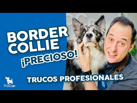 Video: Mejora la piel y el abrigo de tu Border Collie con este sencillo truco