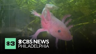 Why saving the critically endangered axolotl matters for human health research