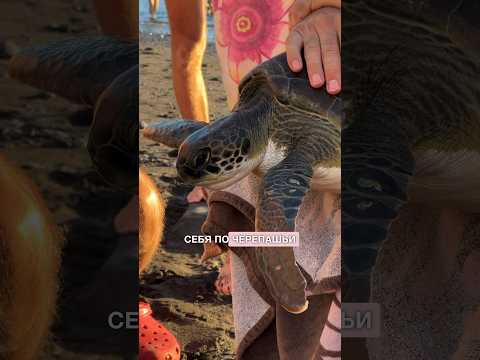 Видео: Зачем черепах вылавливают из океана? #Тенерифе #остров #влог