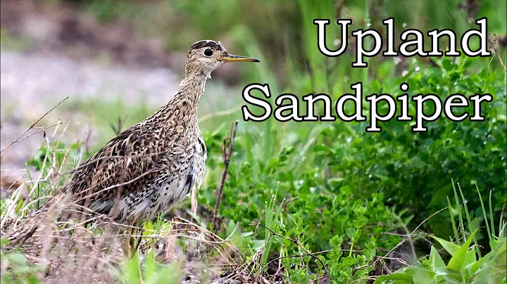 Upland Sandpiper - Carden Alvar Provincial Park - ...