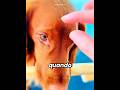 🐶❤️ Il Cane Più Calmo del Mondo