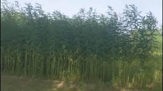 Jinini Blue Kawaii News white the Village Girl Village #100