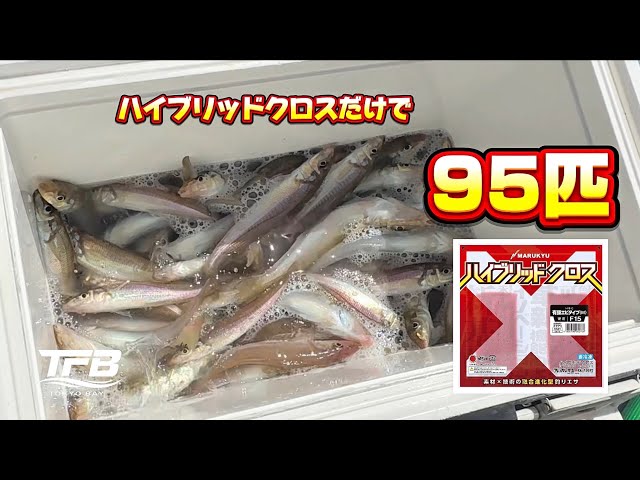 Top Rod Using Only Hybrid Cloth: Japanese Whiting Fishing at