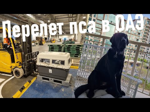 Перевозка большой собаки в ОАЭ