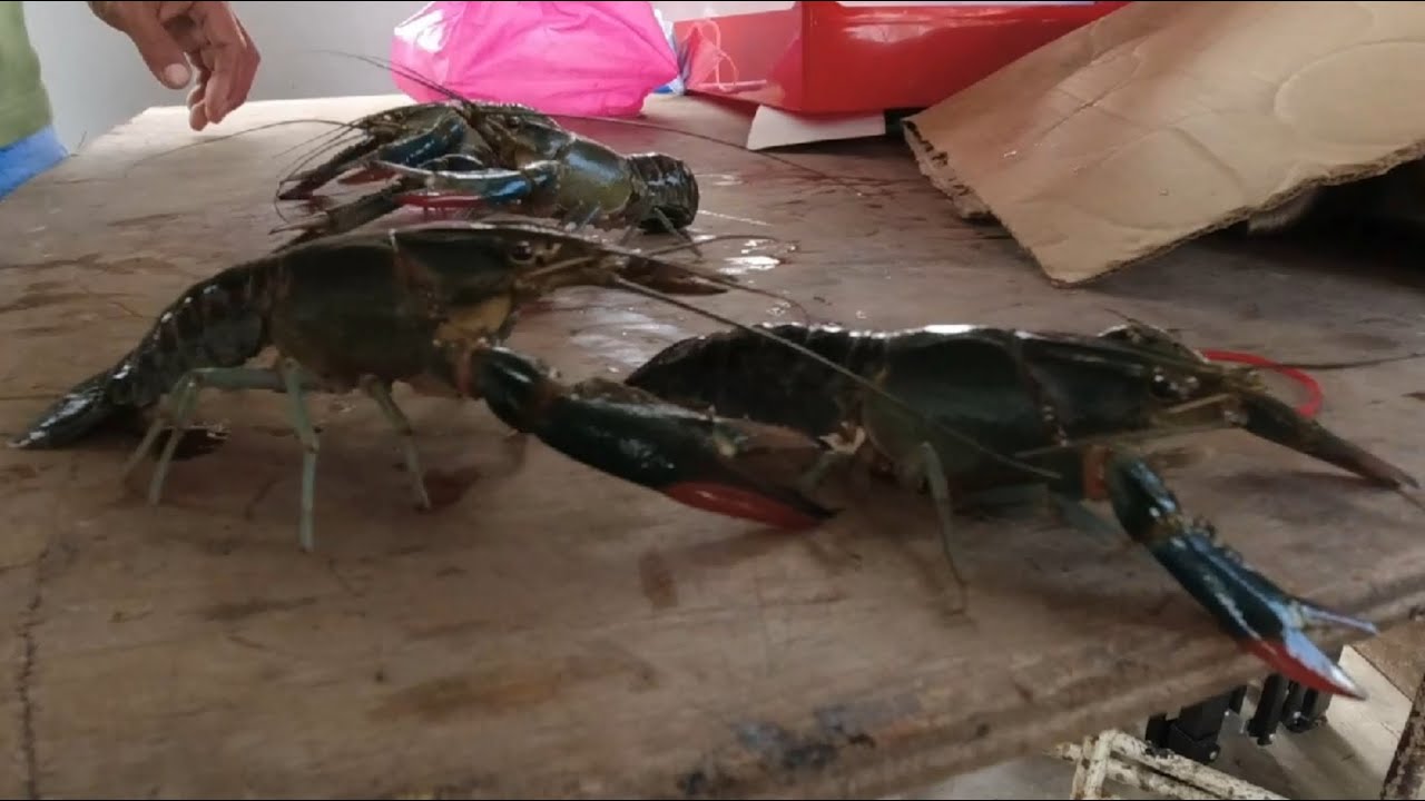 CARA TERNAK UDANG LOBSTER AIR TAWAR | UDANG KARA | DIY 