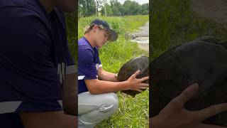I can’t believe I caught this! #shorts #turtle