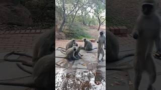 Monkeys love crisps!