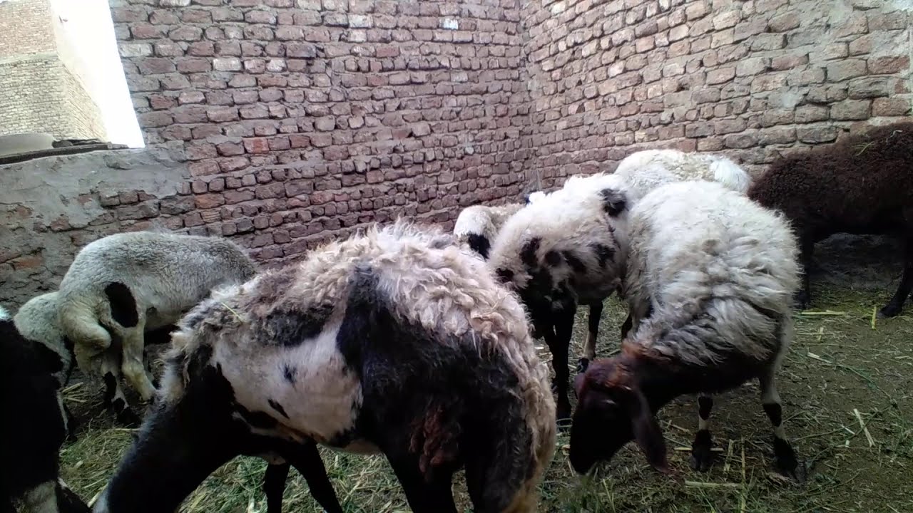 مواصفات عشر النعجة بعد  أربع اشهر في الأغنام