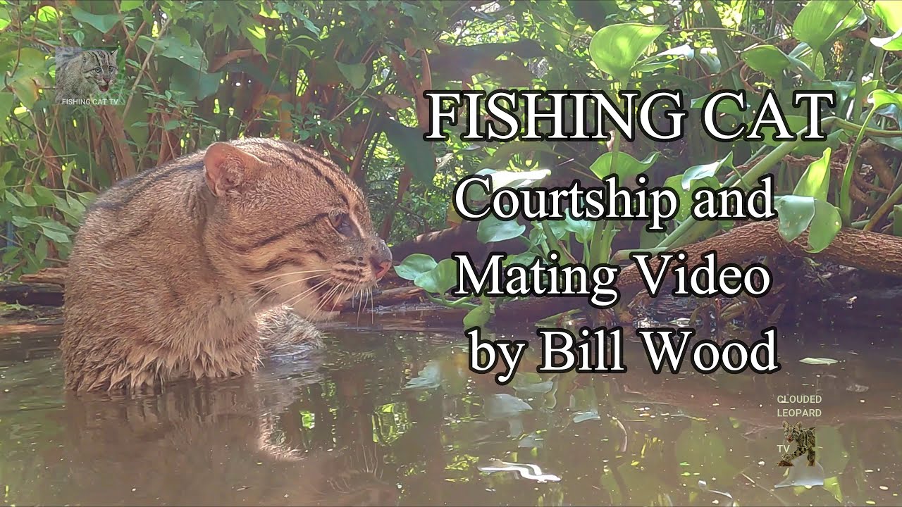 Fishing Cat Courtship Video. 4K YouTube
