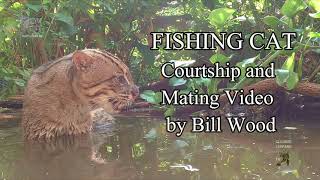 Fishing Cat Courtship Video. 4K