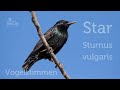 Vogelstimmen: So singt der Star