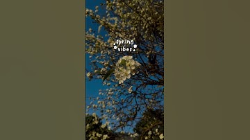 Spring Vibes🌸||March 2025||#shorts #video #spring #2025 #shortvideo #trending #viralvideo 🌸