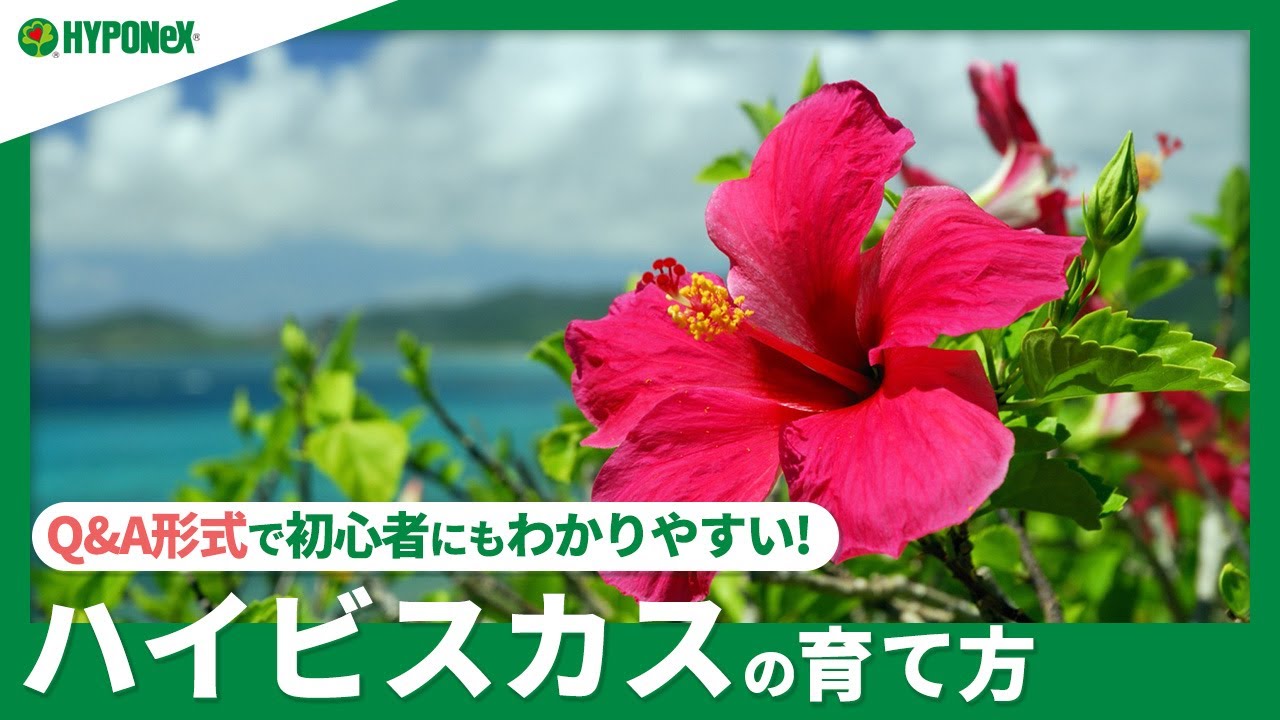 ハイビスカスの育て方 お手入れ方法 剪定 挿し木など紹介します 植物とあなたをつなぐplantia