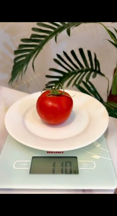 كم سعرة حرارية في طماطم متوسطة الحجم 🍅