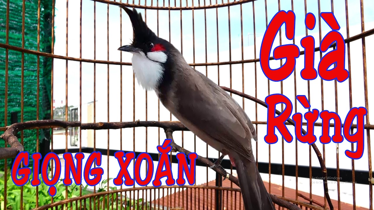 Luyện Giọng SONg KOn | Chào Mào Sông Kon Hót Nghe Đã Tai | Luyện Má Trắng Học Nhanh