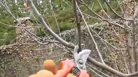 ОБРЕЗКА ЯБЛОНИ. Детальный обзор.