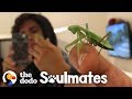 Man and Praying Mantis Become Best Friends | The Dodo Soulmates