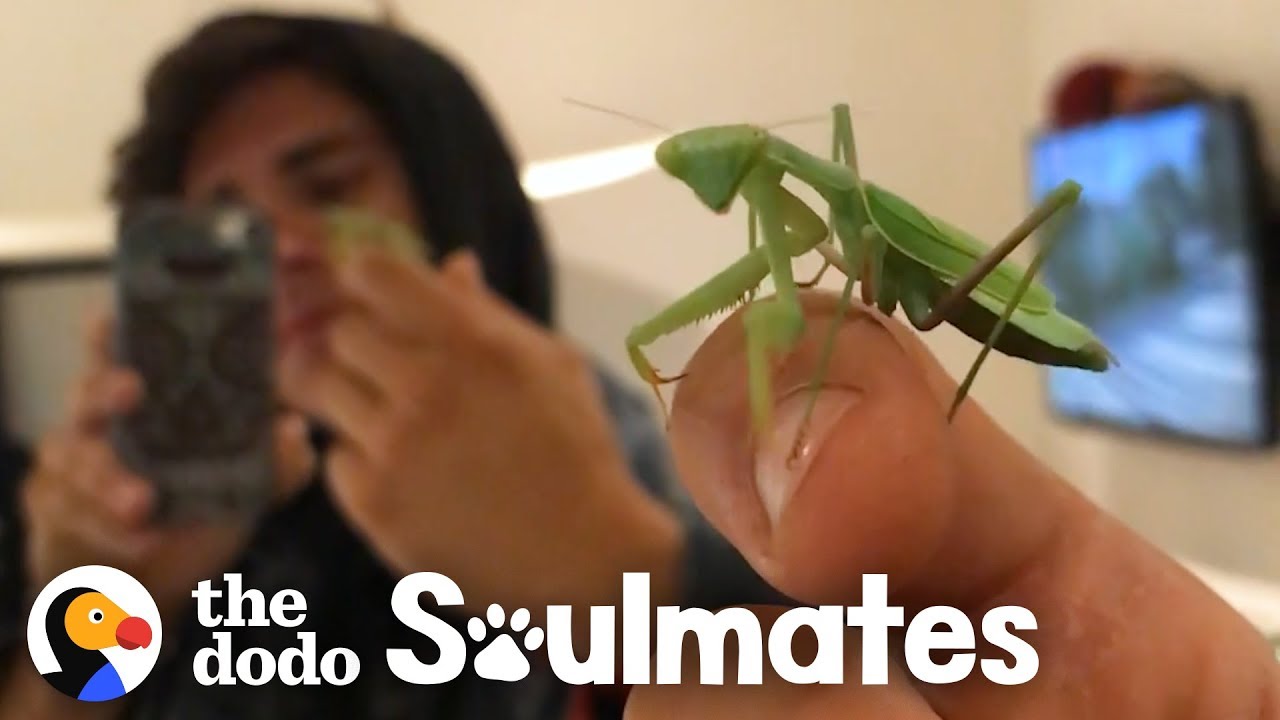 Man And Praying Mantis Become Best Friends | The Dodo Soulmates