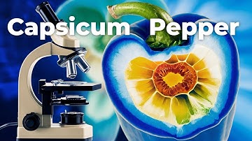 Breaking Capsicum Seed Dormancy: Every Method Tested