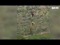 Video dùng trực thăng đưa cá sấu đi xét nghiệm tìm thi thể doanh nhân mất tích tại Nam Phi