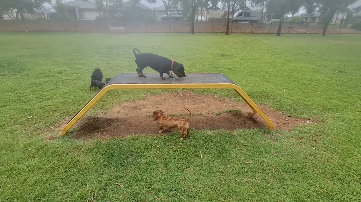Dachshund they can learn new tricks