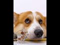 Cute Puppies ー笙 Super Funny Corgi 笙 Shorts 2025 Cute Puppies ー笙 Super Funny Corgi 笙 Shorts 2025