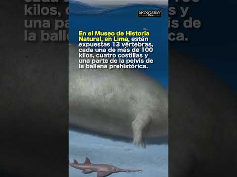 Perú: el desafío de desenterrar el fósil de la ballena más grande conocida hasta hoy