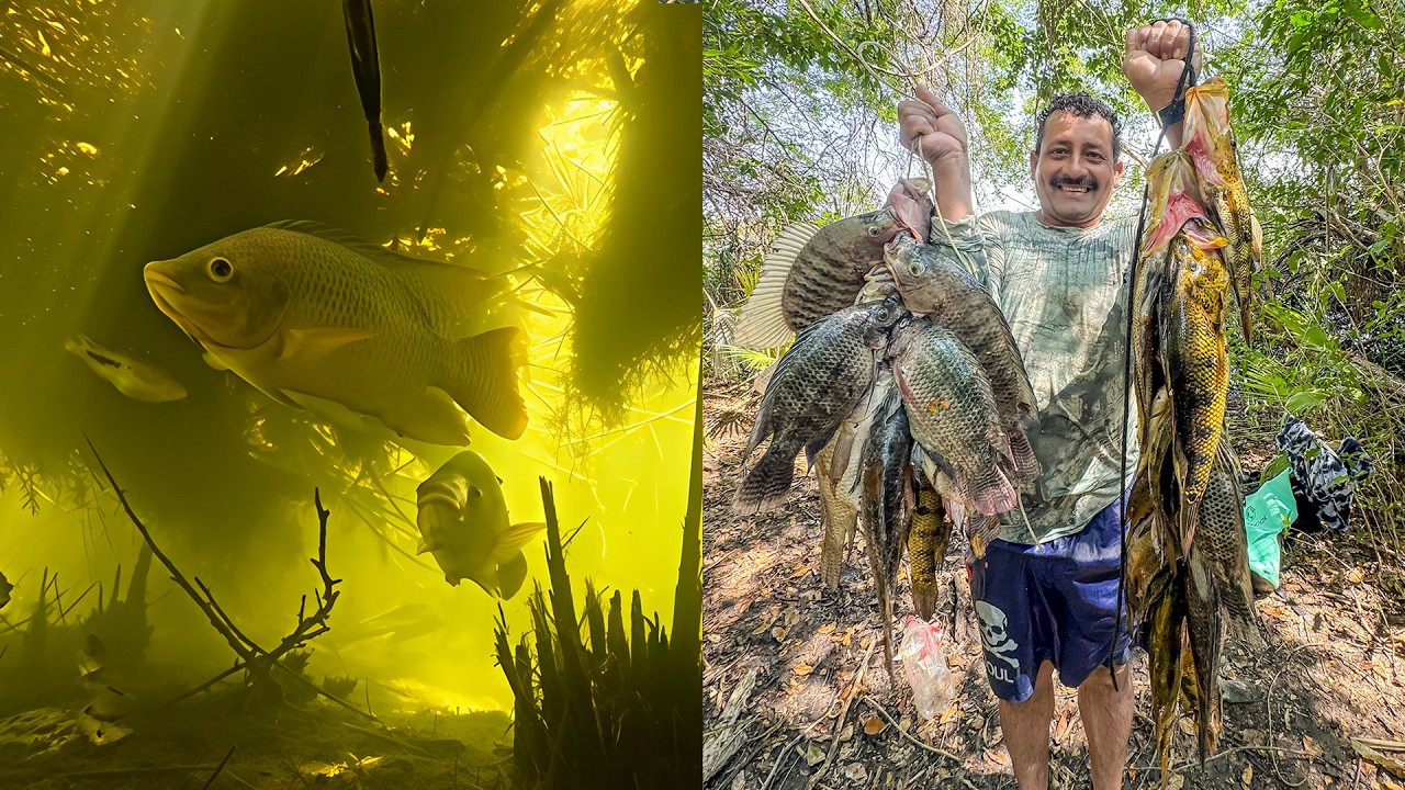 Pesca y cocina tilapias gigantescas en aguas hermosas y cristalinas