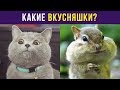 Приколы с животными. Какие вкусняшки? | Мемозг #57