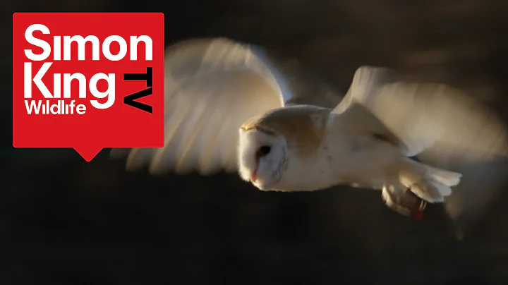 How to Get a Close View of a Barn Owl - Amazing Trick!