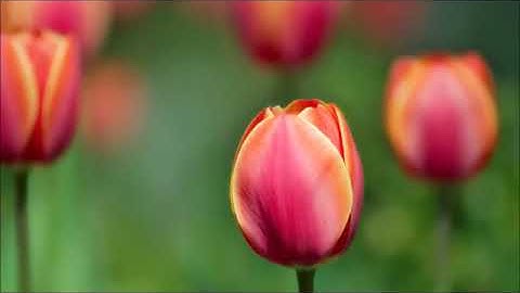 سوره البقره بصوت محمد المحيسني بدون اعلانات