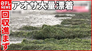 【大量のアオサ】海水浴場に漂着  雨で回収進まず  硫化水素発生し“臭い”も…