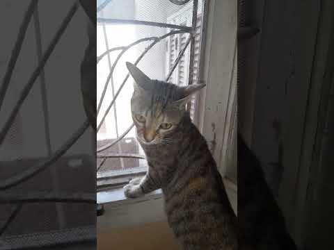 السيموشه بتتفرج علي الجنينه