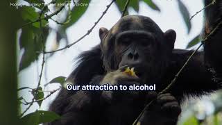 Alcohol consumption in chimps demonstrated by UC Berkeley researcher in new German documentary