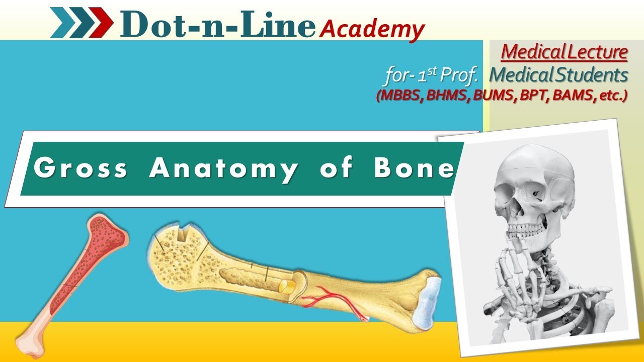 Gross Anatomy Of Bone Parts Of Long Bone Anatomy Lecture For Medical Students Youtube