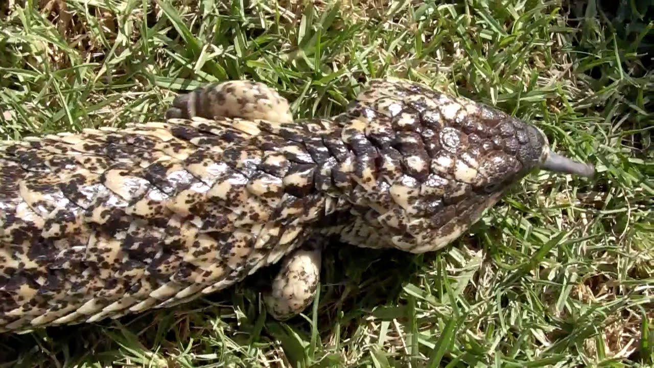 bobtail lake Shingleback - Tiliqua Rugosa Aspera