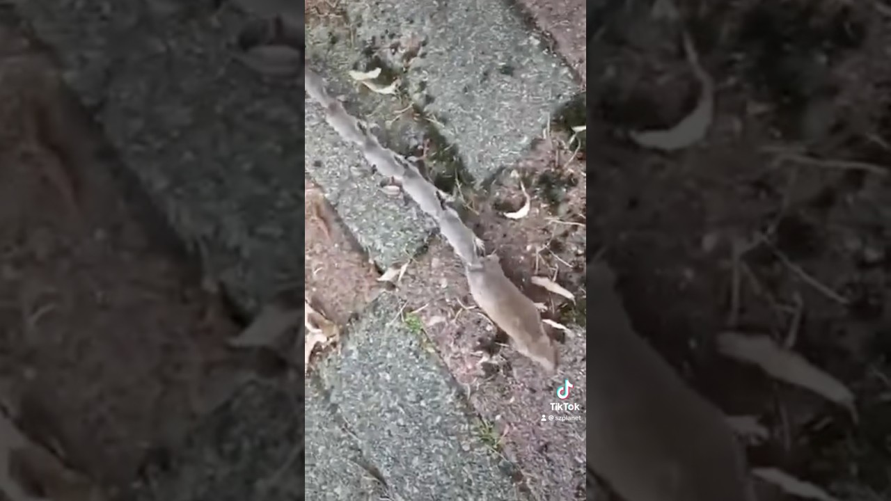 friendly-family-of-shrews-video-sent-by-maria-s-friends-from-russia