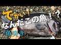 6 魚突き 使ってみたかったダイビンググローブを使って素潜り 6 魚突き 使ってみたかったダイビンググローブを使って素潜り