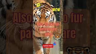 Did you know? 🐯🎨 Nature's Masterpiece: The Striking Stripes of Tigers 🐯🎨 #shorts