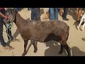 FEIRA DE BODES, OVELHAS E CABRAS - POSTO ALTO DA SERRA - PARANATAMA-PE $$$ 01-11-2020