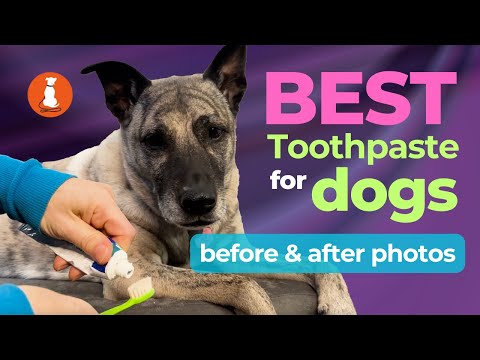 Best Dog Toothpaste I Tested Them So You Don T Have To
