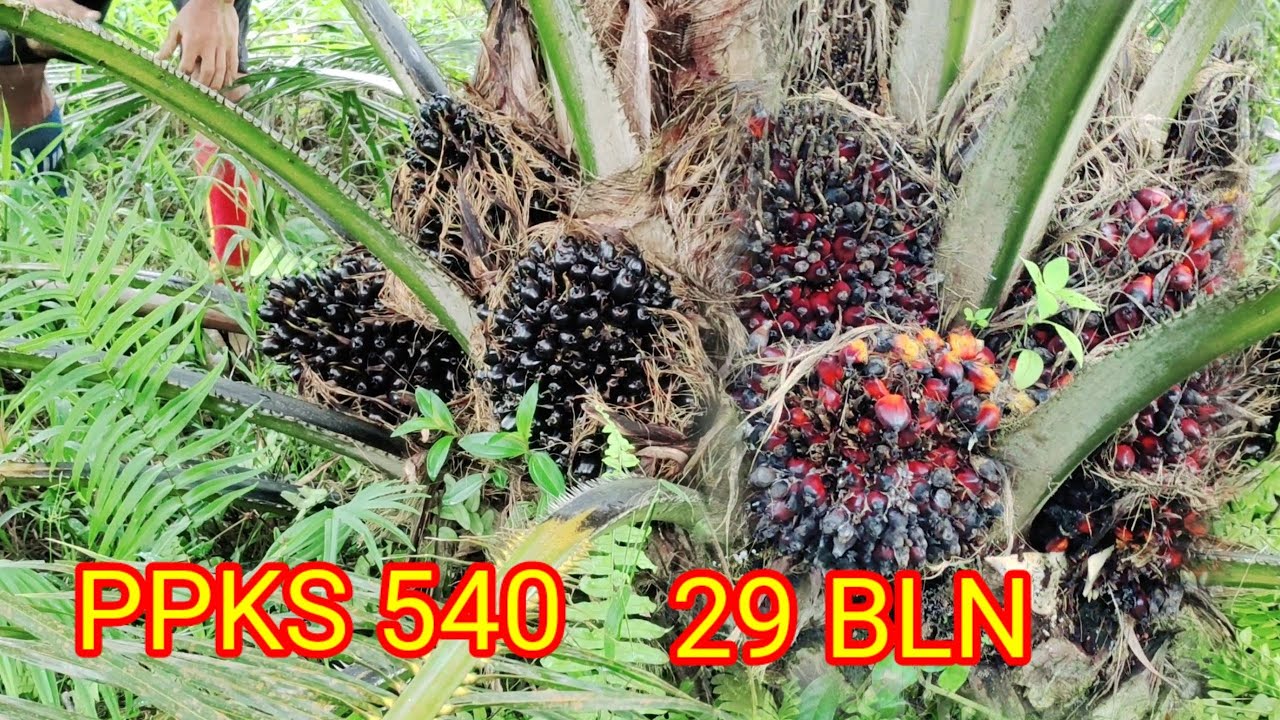 akhirnya panen perdana PPKS 540 usai 29 bulan
