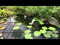 2018.8.11.花博鶴見緑地公園咲くやこの花館 の動画、YouTube動画。